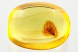Detailed Fossil Moth (Lepidoptera) in Baltic Amber #372590-1